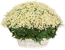 Цветочная композиция из Ромашки в корзине #REPLACE_PRED# Курлово